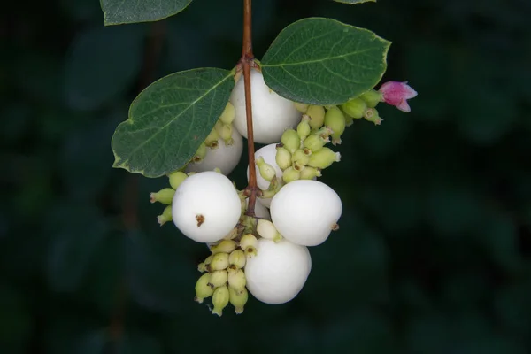Symphoricarpos Albus Differently Ripened Fruits Snowberry Bush — Stock Photo, Image
