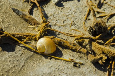 Salyangoz kabuğu kum ve tuz Epecuen, buenos aires, Arjantin