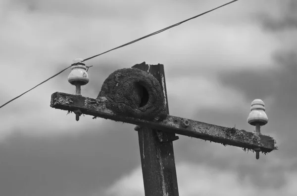 Nido Sulla Linea Elettrica Nella Zona Rurale Dell Argentina — Foto Stock