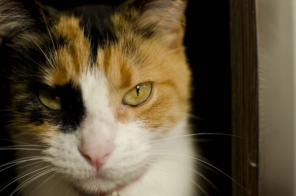 Katze Blickt Mit Entschlossener Und Ruhiger Miene Starr Die Kamera — Stockfoto