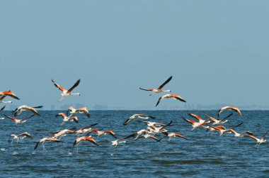 göl üzerinde uçuş başlayan flamingolar sürü