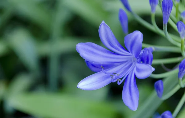 violet flower of six petals with pistils on bokeh background