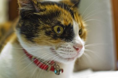 Kedi göz çıngırak yakalı bir noktaya konsantre