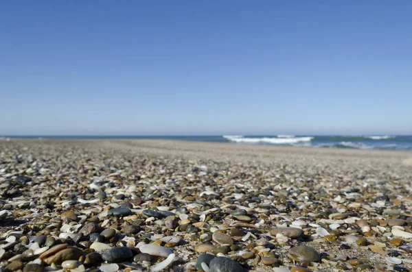 Pequeños Caracoles Sobre Playa —  Fotos de Stock