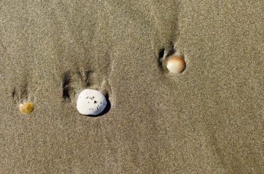 Kabukları ile plaj kum arka plan