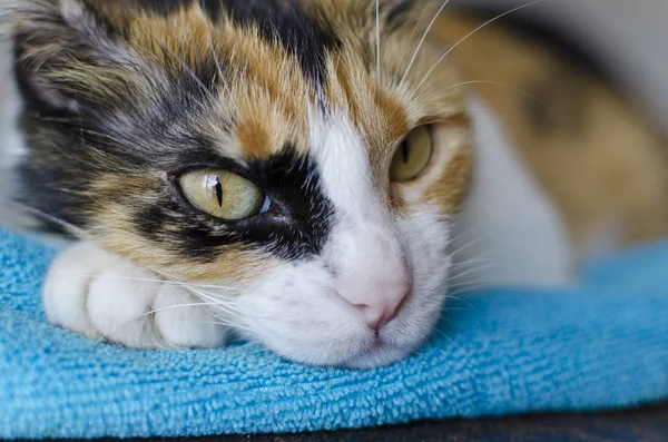 Dreifarbige Katze Ruht Auf Türkisfarbenem Tuch — Stockfoto