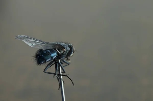 Flyga Makrofotografering — Stockfoto