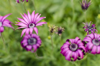 Grup Mor çiçek yeşil zemin üzerine