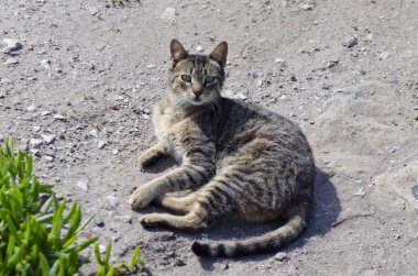 dinlenme a yolunu yitirmek kedi