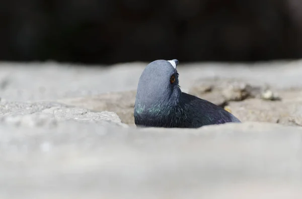 pigeon hidden in a hole in the wall