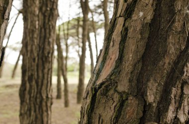 Çam ormanı sahilde