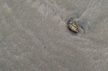 Küçük salyangoz ile kum arka plan