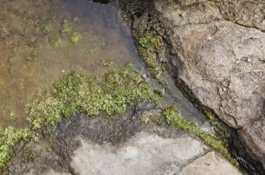 kaya, yosun ve su altındaki