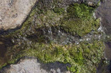 kaya, yosun ve su altındaki