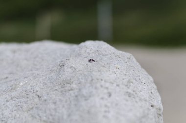 Bayan beetle ile kumlu arka plan