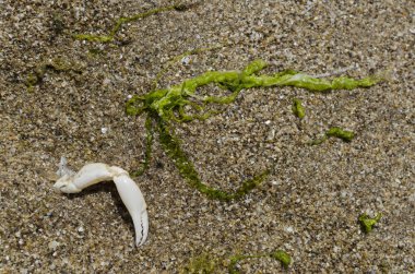 Yengeç pençesi ve deniz yosunu ile plaj arka plan