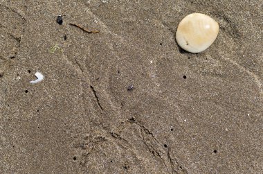 Bayan beetle ile kumlu arka plan