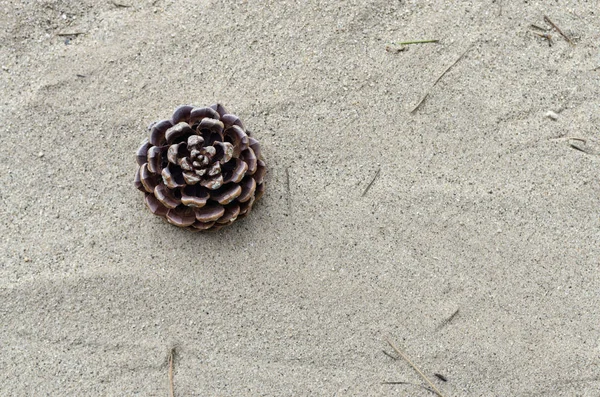 arka plan ile bazı pinecones