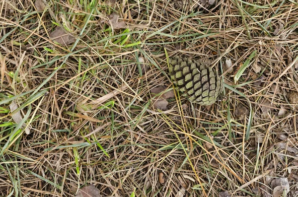 Παρασκήνιο Μερικά Pinecones — Φωτογραφία Αρχείου