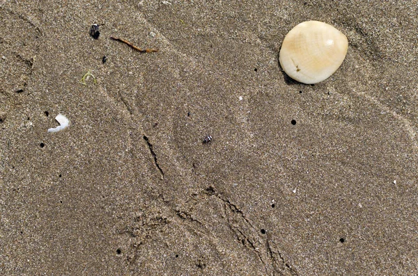 Bayan beetle ile kumlu arka plan