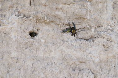 cliff üzerinde yuva papağan