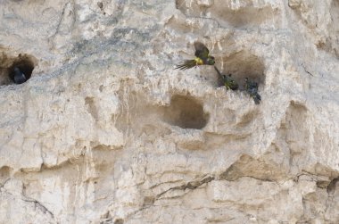cliff üzerinde yuva papağan