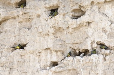 cliff üzerinde yuva papağan