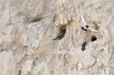 cliff üzerinde yuva papağan