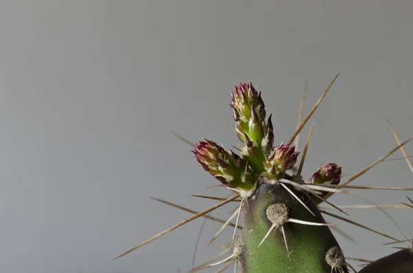 Liten Kaktus Detalj — Stockfoto