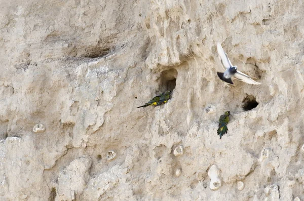 cliff üzerinde yuva papağan