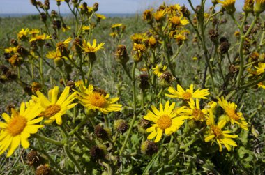 arı tozlaşmayı ile sarı çiçek