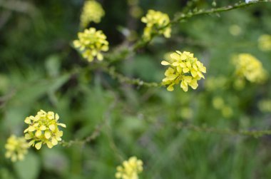 Kırsal alanda florencing bitkiler