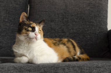 kanepede oturan üç renkli kedi