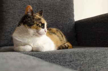 kanepede oturan üç renkli kedi