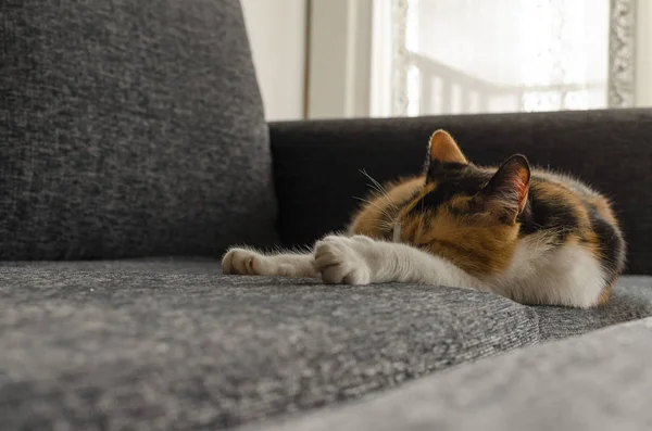 Gato Tres Colores Descansando Sofá — Foto de Stock