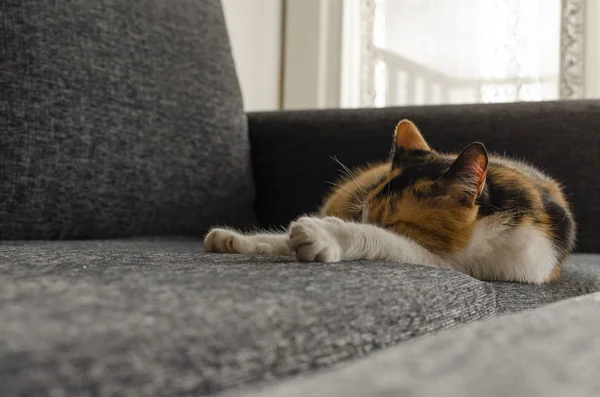 Dreifarbige Katze Ruht Auf Dem Sofa — Stockfoto