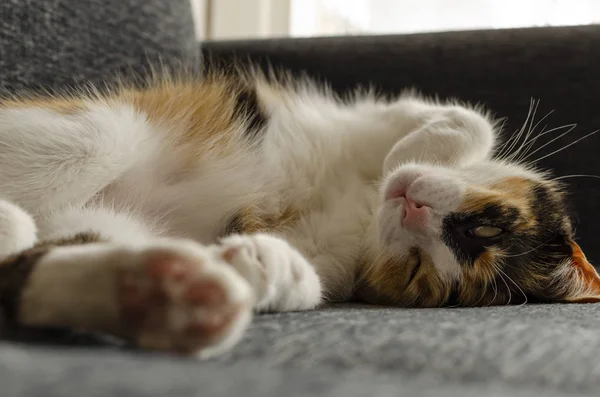 Dreifarbige Katze Ruht Auf Dem Sofa — Stockfoto
