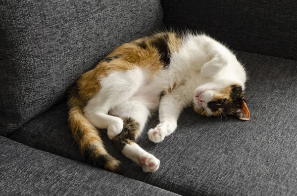 Gato Tres Colores Descansando Sofá —  Fotos de Stock