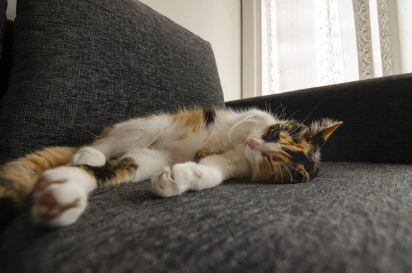 Триколірна Кішка Відпочиває Дивані — стокове фото