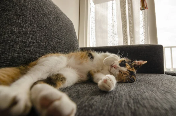 Dreifarbige Katze Ruht Auf Dem Sofa — Stockfoto