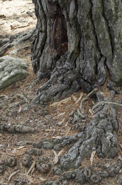 Ormandaki ağaç kökleri