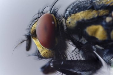 makro fotoğrafçılık renkli sinek