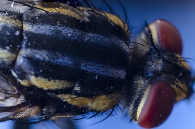 makro fotoğrafçılık renkli sinek