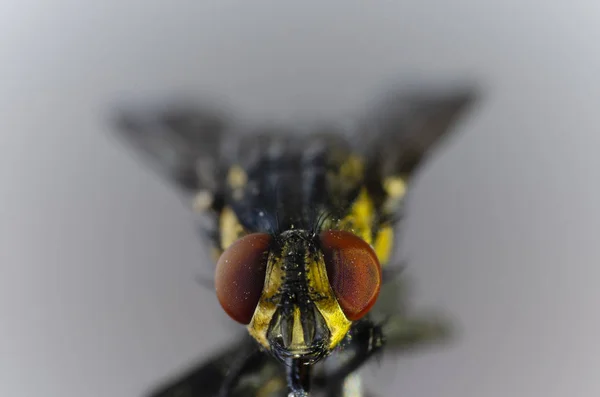 Bunte Fliege Der Makrofotografie — Stockfoto