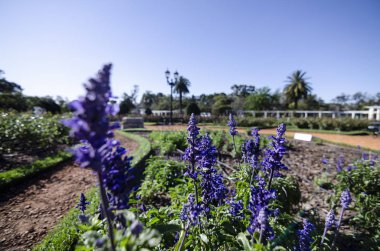 Gül rengi Buenos Aires 'te lavanta