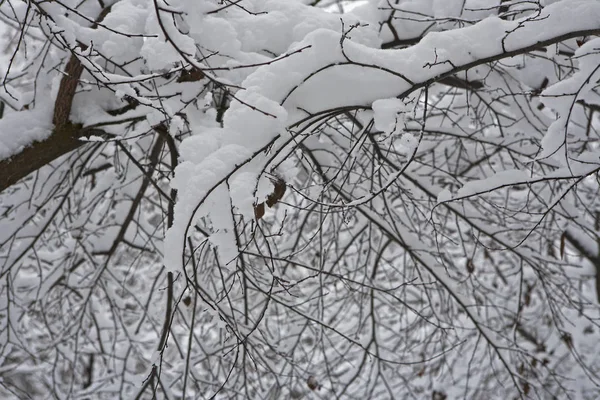 Ramos de neve de árvore — Fotografia de Stock
