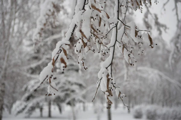 Снежные ветви дерева — стоковое фото