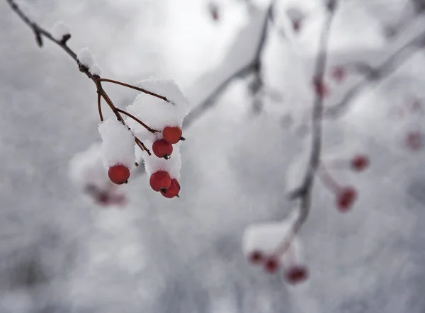 Red berries of rowan — Stock Photo, Image