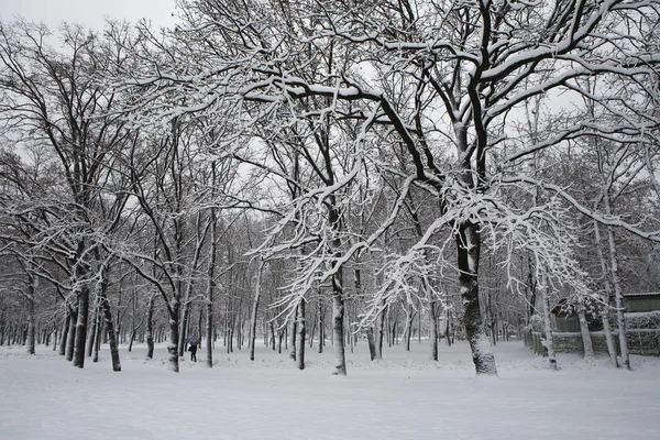 Árvores no inverno — Fotografia de Stock