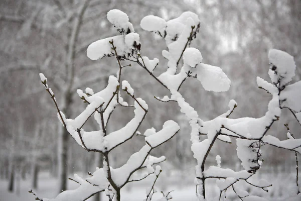 Ramo de uma árvore em inverno — Fotografia de Stock